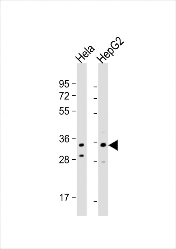 IMP4 Antibody (C-term) [APR32693G]