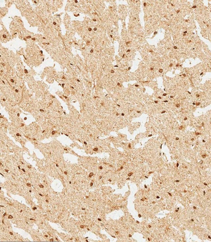 WDR82 Antibody (N-term) [APR32960G]